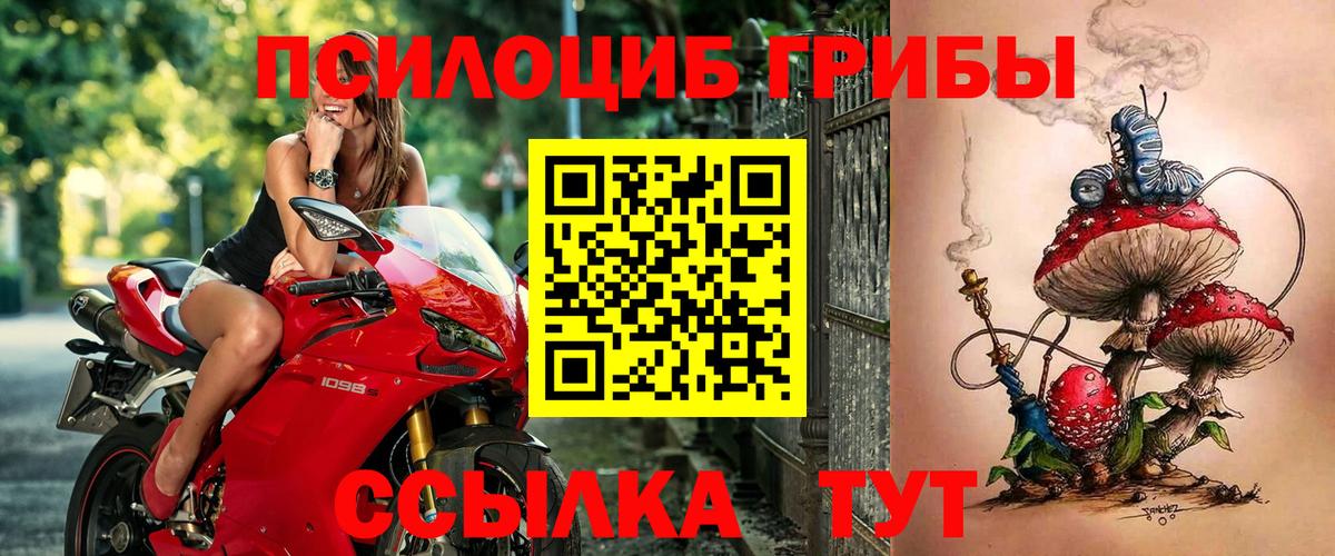 Галлюциногенные грибы Psilocybe Кирово-Чепецк